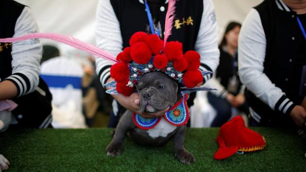 A dog wearing a Chinese traditional opera costume is seen during a dog show in Tianjin, China on April 1, 2017. (REUTERS)