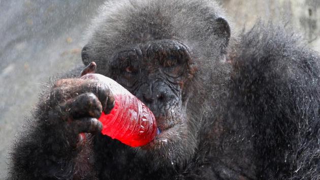 A chimpanzee drinks a sweet refreshment as it is sprayed with water on a hot day at Dusit zoo in Bangkok, Thailand on March 30, 2017. (Chaiwat Subprasom/REUTERS)