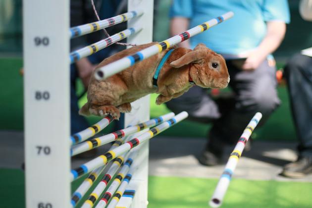 A rabbit fails to jump over an obstacle during a rabbit track and field competition on the sidelines of a hunting exhibition in Kromeriz, about 60 km east of Prague. (RADEK MICA / AFP)