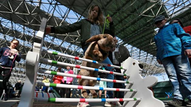 A rabbit jumps over an obstacle during a rabbit track and field competition. (RADEK MICA / AFP)