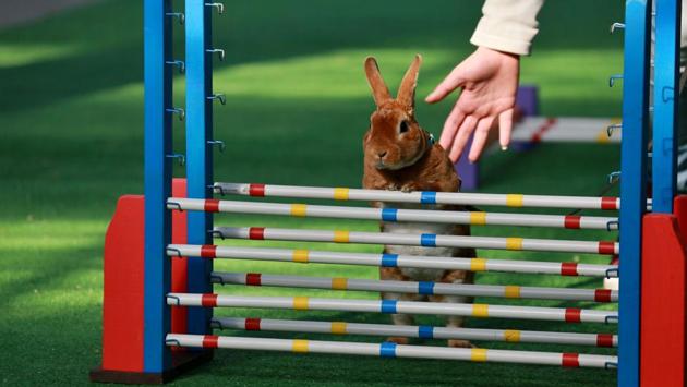 A rabbit tries to jumps over a hurdle. (RADEK MICA / AFP)
