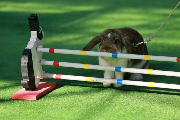 A rabbit stops befor crossing the obstacle during a rabbit track and field competition. (RADEK MICA / AFP)