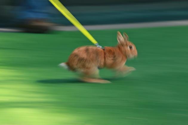 Hop, bunny, hop: Rabbits hit the tracks in Kromeriz contest | Hindustan ...