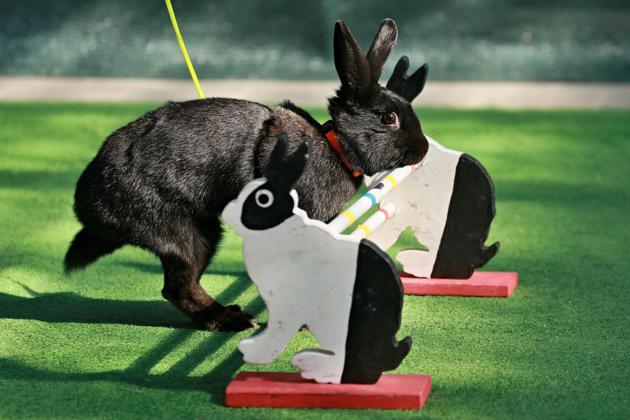 A rabbit jumps over an obstacle during a rabbit track and field competition. (RADEK MICA / AFP)