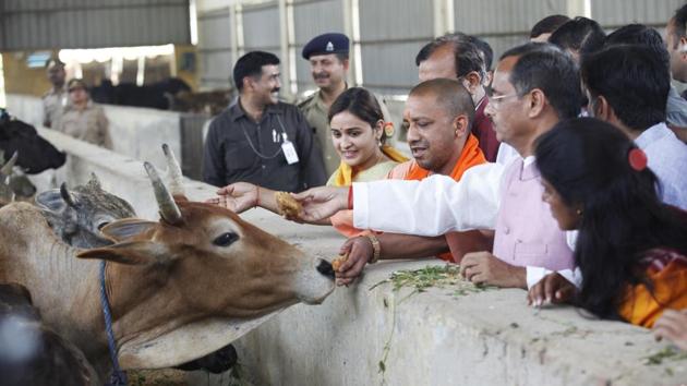 Chief minister of Uttar Pradesh Yogi Adityanath feeding cows in Lucknow. The chief minister has launched a crackdown on illegal abattoirs and several meat shops have been set on fire by alleged Hindu activists.(Deepak Gupta/ Hindustan Times) Chief minister of Uttar Pradesh Yogi Adityanath feeding cows in Lucknow. The chief minister has launched a crackdown on illegal abattoirs and several meat shops have been set on fire by alleged Hindu activists.(Deepak Gupta/ Hindustan Times)