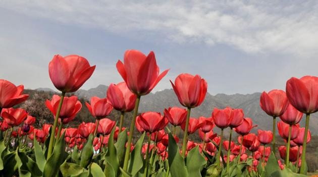 Tulips in full bloom on the banks of the Dal Lake in Srinagar. Spring in Kashmir event thrown open recently showcases Asia's largest Tulip garden coinciding with the arrival of change in season. (Waseem Andrabi/ht photo)