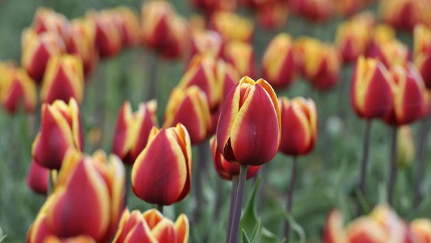 Tulips at the Asia's largest garden for such flowers is located at Siraj Bagh Cheshmashahi in the capital of Srinagar. (Waseem Andrabi/ht photo)