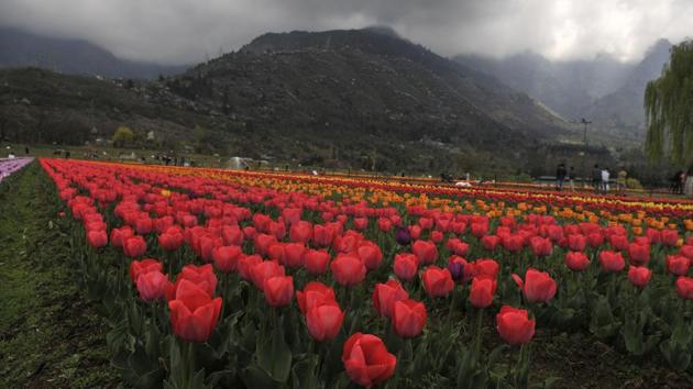 Tulips in bloom in the Kashmir valley can be seen on display in different shapes and colours in parallel rows of flowerbeds. (Waseem Andrabi/Ht Photo)