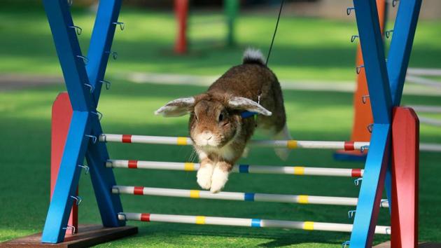 Circa 100 rabbits took part in the competition, including disciplines as long jump, high jump and running on a flat track. (RADEK MICA / AFP)