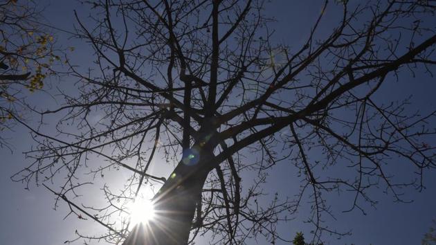 At the start of spring in Delhi, trees shed leaves to stop transpiring of water as they prepare themselves for the coming of summer when water is scarce. (Sushil Kumar/HT PHOTO)