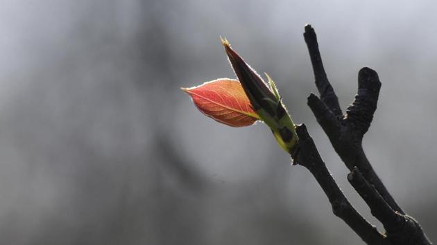 Spring season in Chandigarh. (Karun Sharma/HT)