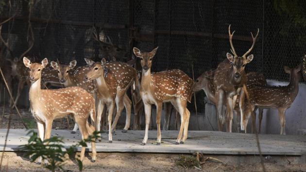 A herd of spotted deer at Delhi Zoo on Tuesday.(Ravi Choudhary/HT PHOTO)