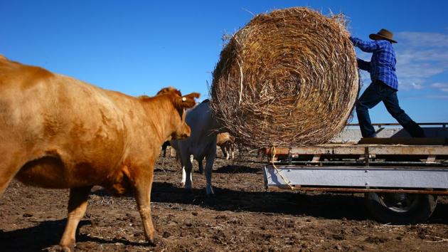 May McKeown rolls a bail of hay off her truck as she hand-feeds her cattle. McKeown’s family has been farming in the northwest corner of New South Wales State since the late 19th century. (David Gray/REUTERS) May McKeown rolls a bail of hay off her truck as she hand-feeds her cattle. McKeown’s family has been farming in the northwest corner of New South Wales State since the late 19th century. (David Gray/REUTERS)