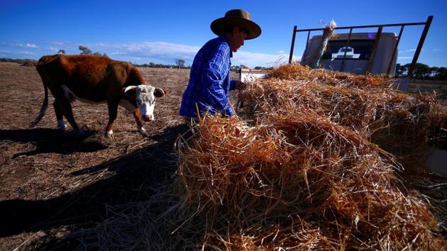 May McKeown hand-feeds her cattle. “I will keep going on doing this for as long as I am fit,” she said in a recent interview on her farm (David Gray/REUTERS) May McKeown hand-feeds her cattle. “I will keep going on doing this for as long as I am fit,” she said in a recent interview on her farm (David Gray/REUTERS)