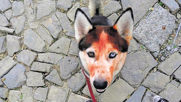 The dog intervened a bomber who was approaching a wedding gathering.(REUTERS/Representative Photo)