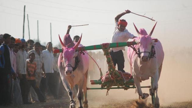 Bullock cart races were banned after the Supreme Court declared that the race as violative of the provisions of the central act in 2014.(HT File Photo)