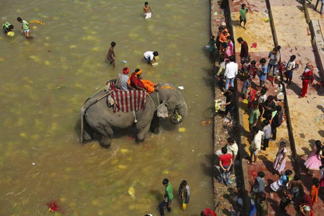 An elephant eats barley saplings offered by Hindu devotees in the River Tawi during Navratri festival in Jammu. The offerings are made as part of a ritual marking the end of nine day long Navaratri festival. (Channi Anand / AP)