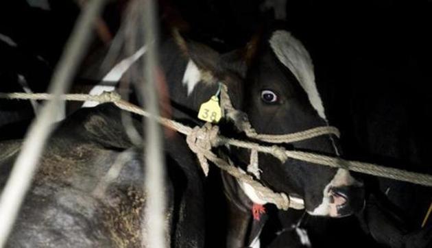 Three construction workers including a minor were arrested in Assam for allegedly displaying beef at a marketplace and hurting religious sentiments. Cow slaughter is banned in Assam.(AFP file photo) Three construction workers including a minor were arrested in Assam for allegedly displaying beef at a marketplace and hurting religious sentiments. Cow slaughter is banned in Assam.(AFP file photo)
