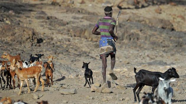 In just a few years water, oil and money would flow. Roads, schools and hospitals would follow. Turkana's generations of poverty and neglect in Kenya's arid north would end. But it was not to be: five years after the discovery of oil, and four since a giant aquifer was found, drought has struck again, shattering the dreams of a different future for Turkana, a bone dry region of dust and stone, home to mostly semi-nomadic livestock herders and lacking the most basic trappings of modernity. (TONY KARUMBA / AFP) In just a few years water, oil and money would flow. Roads, schools and hospitals would follow. Turkana's generations of poverty and neglect in Kenya's arid north would end. But it was not to be: five years after the discovery of oil, and four since a giant aquifer was found, drought has struck again, shattering the dreams of a different future for Turkana, a bone dry region of dust and stone, home to mostly semi-nomadic livestock herders and lacking the most basic trappings of modernity. (TONY KARUMBA / AFP)