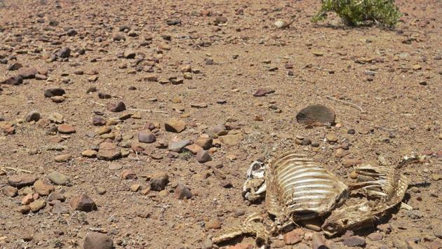 A dead animals lies in the sun near Lokitaung in northern Kenya’s Turkana county where a biting drought has ravaged livestock population. (TONY KARUMBA / AFP) A dead animals lies in the sun near Lokitaung in northern Kenya’s Turkana county where a biting drought has ravaged livestock population. (TONY KARUMBA / AFP)