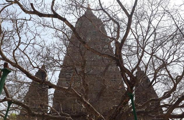 The Bodhi tree sans leaves at Bodh Gaya. Rajesh Kumar/HT Photo The Bodhi tree sans leaves at Bodh Gaya. Rajesh Kumar/HT Photo