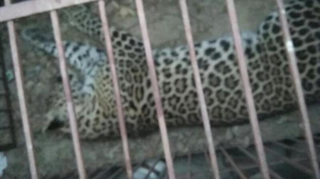 The leopard was tranquilised at around 6am and captured in a cage before being shifted to a forest reserve in Saharanpur for its release.(Sakib Ali/HT Photo)