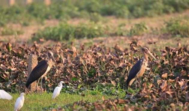 Birds of eastern India(Shutterstock)