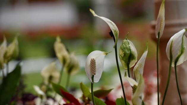 WATCH IT: Getting the much-needed shade. (Anshuman Poyrekar/HT Photo)