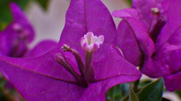 IN THE PINK OF HEALTH: This flower will definitely bring you in that state. (Anshuman Poyrekar/HT Photo)