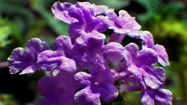 PURPLE GLAZE: The sunlight adds to the perfect sheen. (Anshuman Poyrekar/HT Photo)