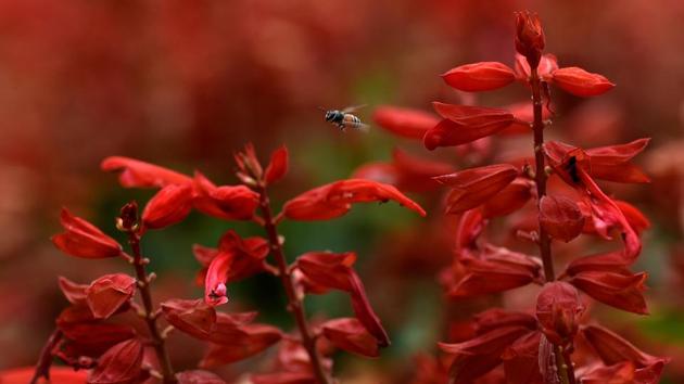 LIFE OF A FLY: Six gardeners nurture the plants. (Anshuman Poyrekar/HT Photo)