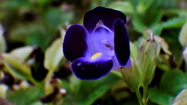 INNER GLOW: Who says blues are bad? (Anshuman Poyrekar/HT Photo)