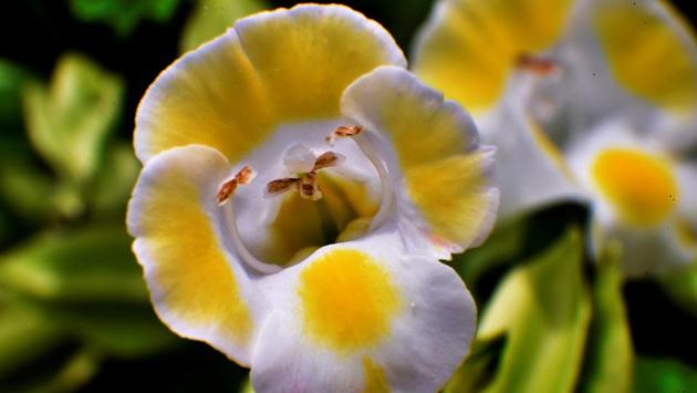 PERFECT COMBO: No combination seems impossible in this garden. (Anshuman Poyrekar/HT Photo)