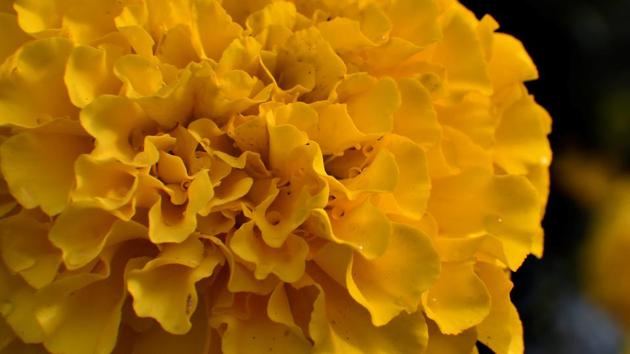 BRIGHT AND SHINING: “Very few people know about the natural treasure that lies here,” a gardener told HT. (Anshuman Poyrekar/HT Photo)