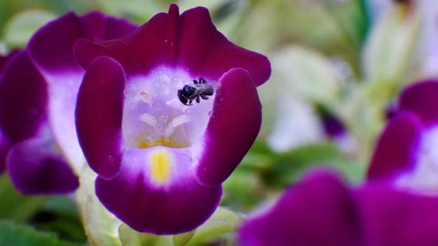 EYE FOR DETAIL: “We get the plants from a private nursery in Pune,” said a gardener. “Some of the flowers are very rare. We describe the flowers to our grandchildren, hoping someday they will visit the place.” (Anshuman Poyrekar/HT Photo)