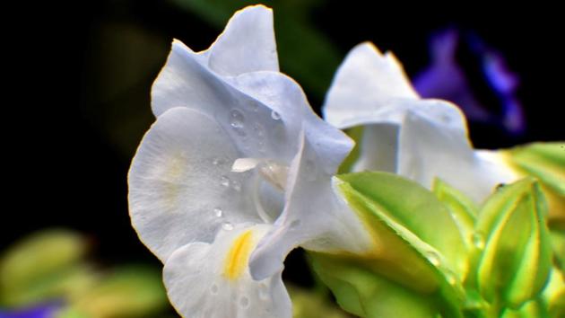 WHITE-WASHED: Many pray that the monsoon gets delayed so the flowers don’t wither away, said another gardener. (Anshuman Poyrekar/HT Photo)