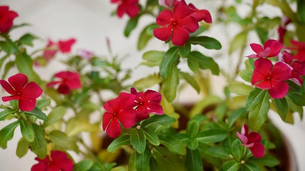 GOING GREEN WITH ENVY? A flower you want in your garden. (Anshuman Poyrekar/HT Photo)