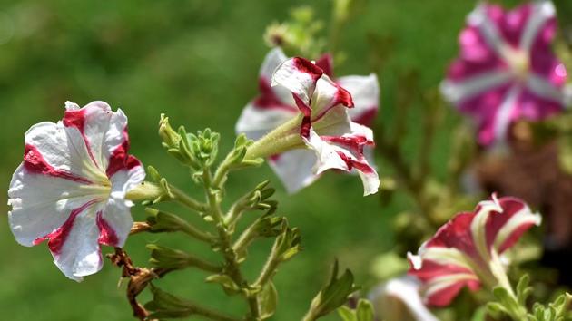 THE SHADES OF NATURE: Reminds you of yesteryear actors’ bouffant? (Anshuman Poyrekar/HT Photo)