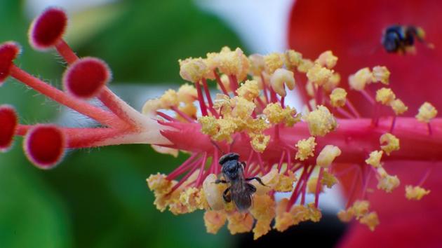 SHOE OR SHOW FLOWER? An insect at work. (Anshuman Poyrekar/HT Photo)