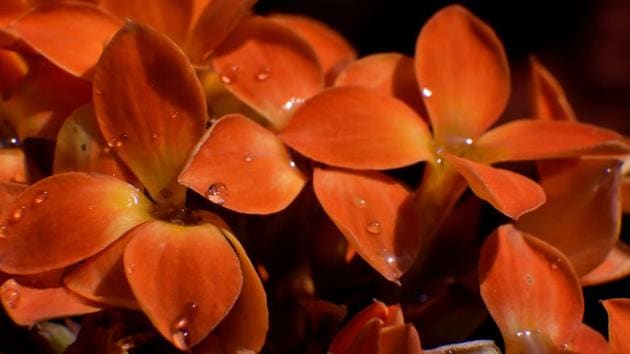 NATURE AT ITS BEST: The natural beauty at the Vidhan Bhavan. (Anshuman Poyrekar/HT Photo)