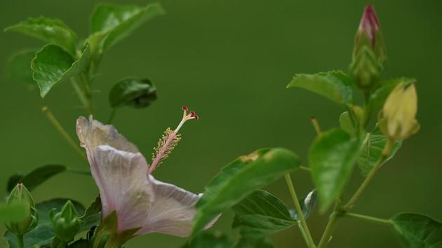NO NEED FOR COMPANY: A sight you can’t miss. (Anshuman Poyrekar/HT Photo)