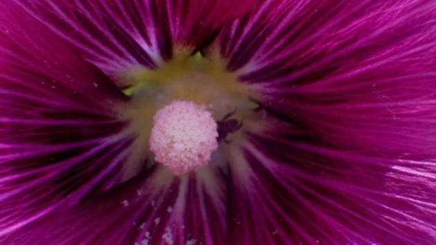 IN THE WHIRL OF NATURE: It’s intricate. (Anshuman Poyrekar/HT Photo)