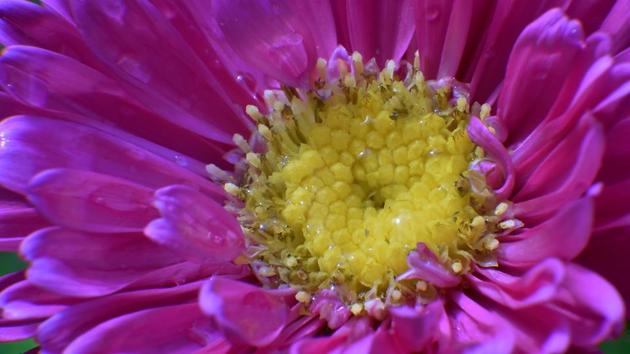 INSIDE IS OUT: A click capturing the beauty of a flower. (Anshuman Poyrekar/HT Photo)