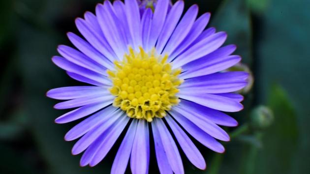 PICTURE PERFECT: When the colours say it all. (Anshuman Poyrekar/HT Photo)