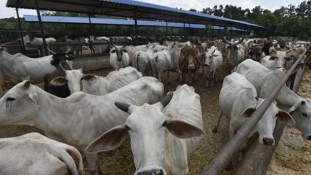 More than a fourth of all cows at the Kanpur Gaushala died in the past five months and half are ill.(HT File Photo/For Representation Only)