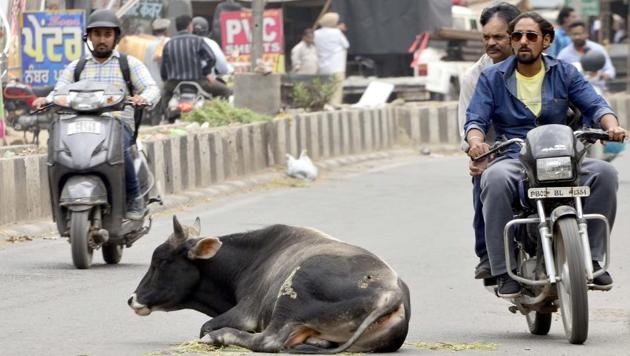 Stray cows are often found in the middle of the roads, causing problems to commuters.(HT File)