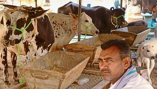 Traders at the cattle market are seething with resentment against gau rakshaks and the police.(HT Photo)
