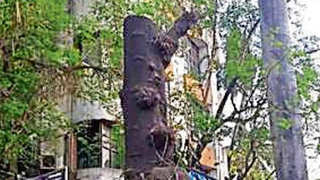 A hacked tree on Old Nagardas Road in Andheri, Mumbai. (HT photo) A hacked tree on Old Nagardas Road in Andheri, Mumbai. (HT photo)