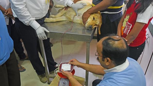 The camp was only for dogs weighing above 30kg.  (Pratik Chorge/HT Photo) 