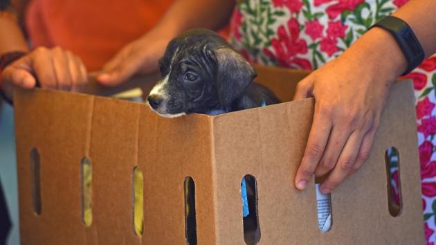 Along with the drive, an animal adoption camp was also held, as part of the institute’s  annual festival — Spandan. (Pratik Chorge/HT Photo) 